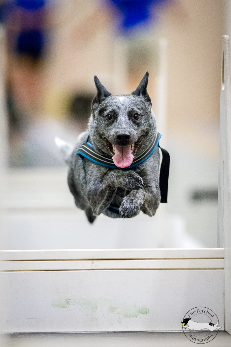 Flyball race photo